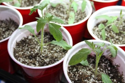 ��� ��������� ������� ��������: ��������� ����� � �������