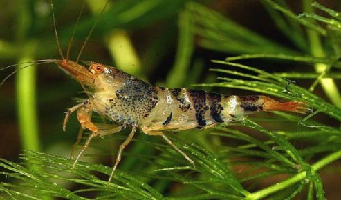 ���������� ��������-������