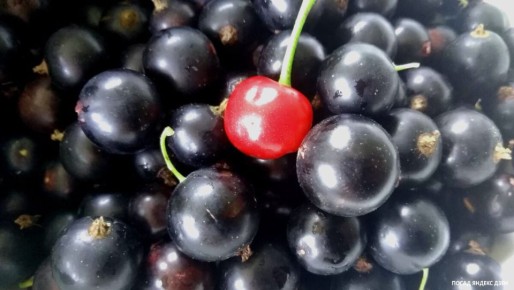 ��� �������� ��������� �� ����������: ������� ������ ��� �����