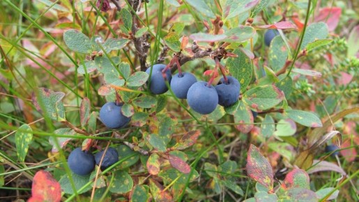 ��� ������� ��������� ����� ��� ��������