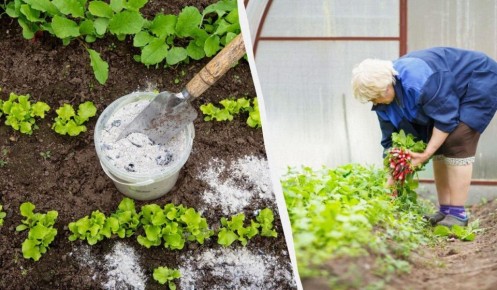 �������� ��������: ����� �������� �� ��������� ��������� ��������� �����