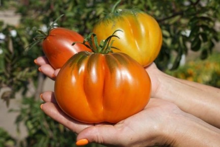 ����� �������� ������� ����: ����� ���� � ������������ ������ � ������������� �����������