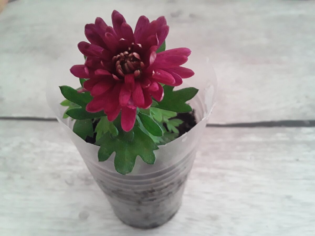 Черенки хризантемы мультифлора: как добиться идеального роста весной