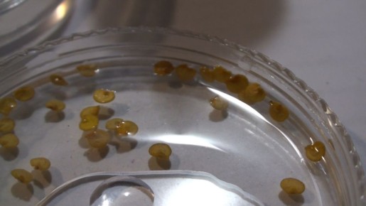 ��� �������� ������ ������: ������� ������� ����� � �������