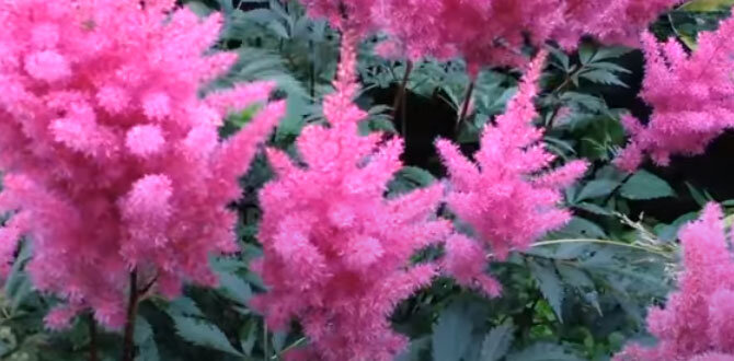 Как ухаживать за астильбой и выбрать лучшее место для посадки