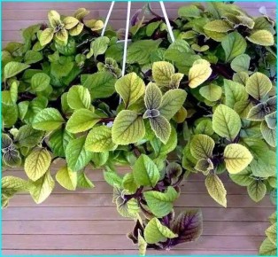 �����������: ��� ������� ���� � �������� ���������