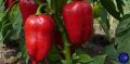Как вырастить идеальный перец: секреты и рекомендации