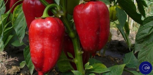 ��� ��������� ��������� �����: ������� � ������������