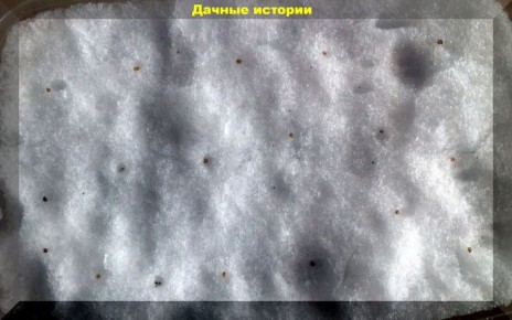 ������ ������ �� �������: ������ �������������