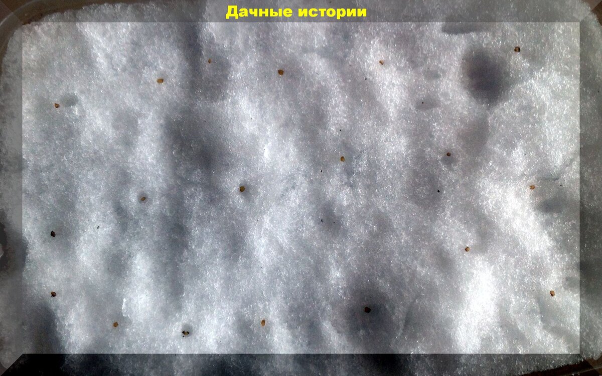 Почему семена не всходят: секрет стратификации