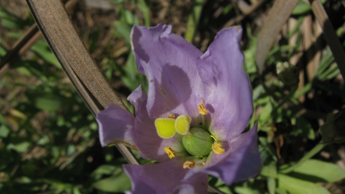 Эустома: волшебство изящества в цветочном мире
