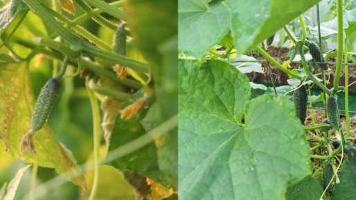 ��� �������� � ����� ������� ������ ������� �� 25 �����������