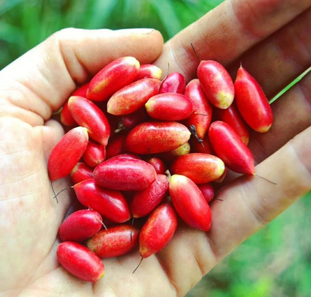 Открой для себя чудо-ягоду, способную изменить восприятие вкуса