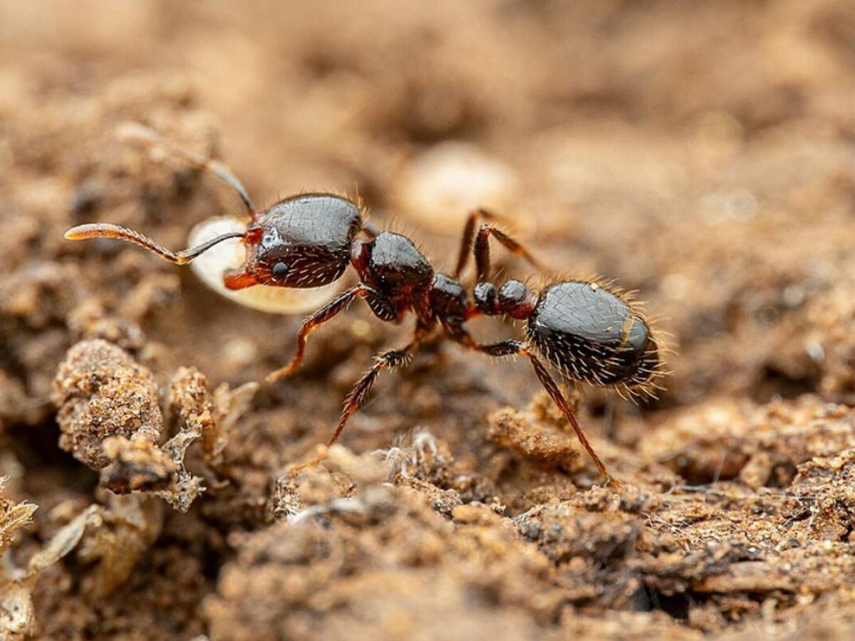 Как избавиться от муравьев с помощью манки: секреты и рекомендации