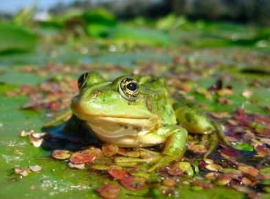 ������� ��� ���������: �������� �� ��������� ����� �������� ���