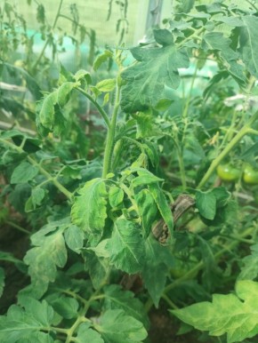 ��� �������� �������� �� ������� ����: ���� ����������� �������