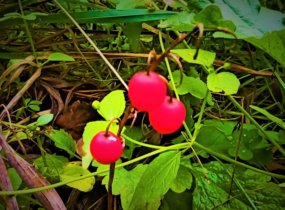 Опасные растения на ваших участках: о чем стоит знать каждому садоводу