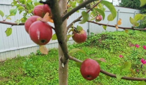 ������� ������� �������� ��������: ��� ����������� �����