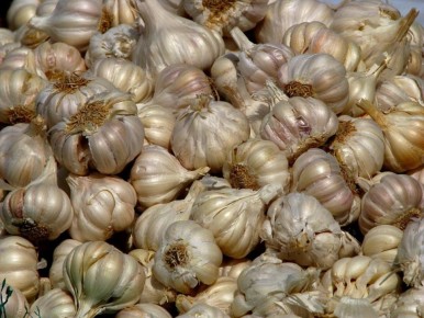 Чеснок, устойчивый к болезням: секреты успешного выращивания на грядке