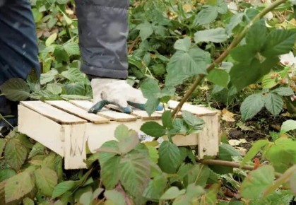 Лунный календарь садово-огородных работ с 15 по 21 ноября