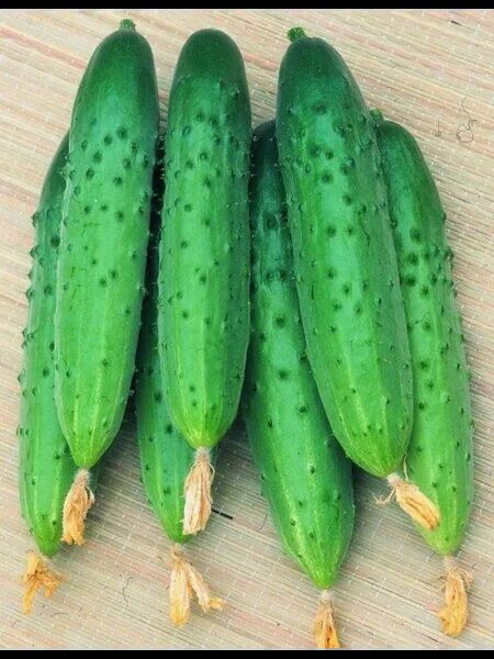 Необычный огурец скоморох: ранний и урожайный выбор для огорода