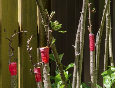 Что такое подвой, его виды и как вырастить самостоятельно