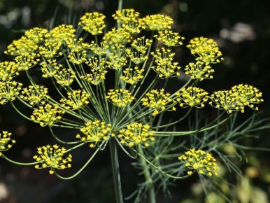 ��� ������ �� ���� ������: ������ �� �����