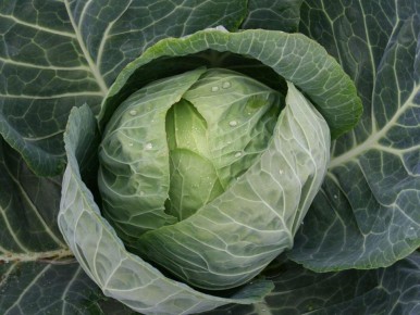 ������, ������� ������ ��������� ��������� �������