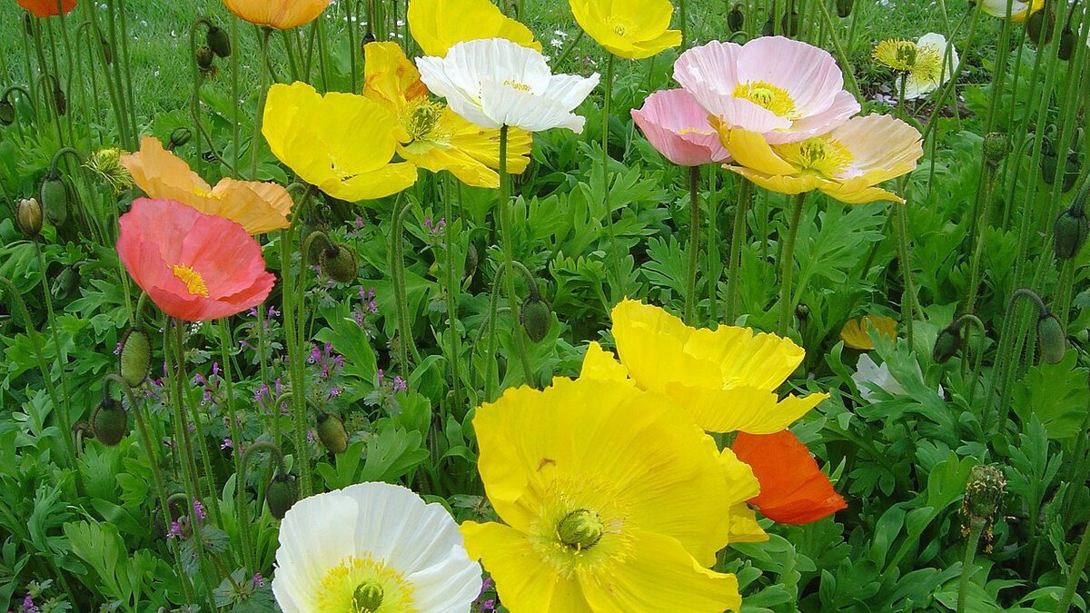 Папаверы: разнообразие красоты для вашего сада