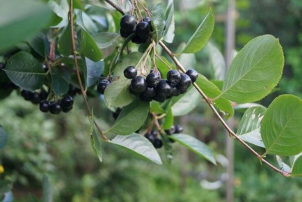 ������������ ������ �� ����: ��� ��������� � ���������