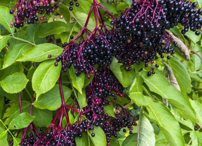 Как ухаживать за бузиной: борьба с болезнями и вредителями