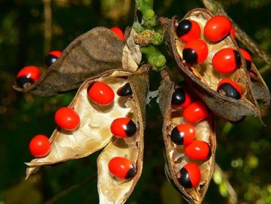 Абрус: Ядовитые чётки с опасной судьбой
