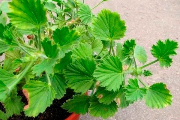 Как правильно удобрять пеларгонию для яркого цветения