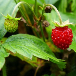 Как вырастить урожайную рассаду земляники: простые советы для начинающих