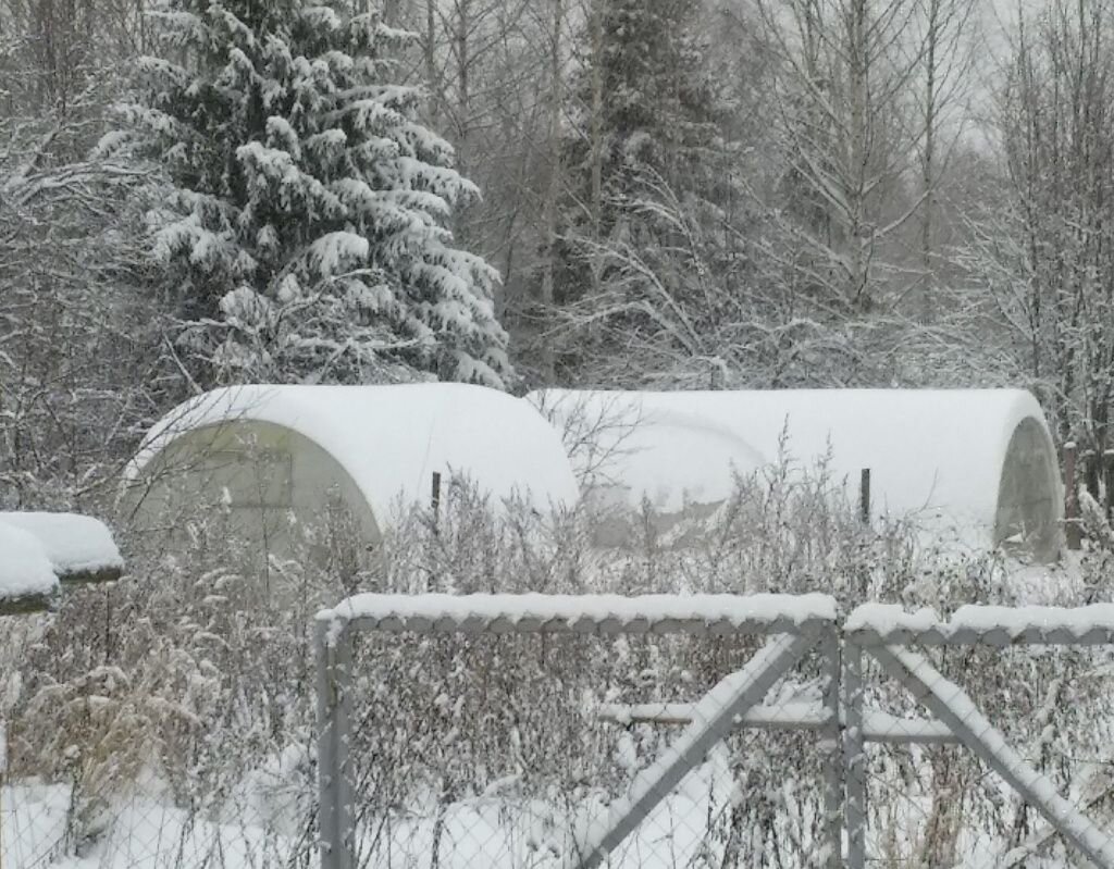 Стоит ли открывать теплицу на зиму: взгляды дачников