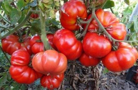 ��� ��������� ���������� ������: ���� � �������� � ���