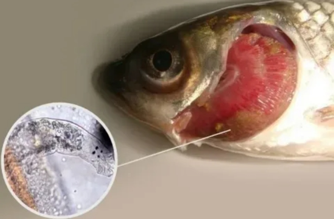Как защититься от описторхоза: советы для любителей вяленой и соленой рыбы