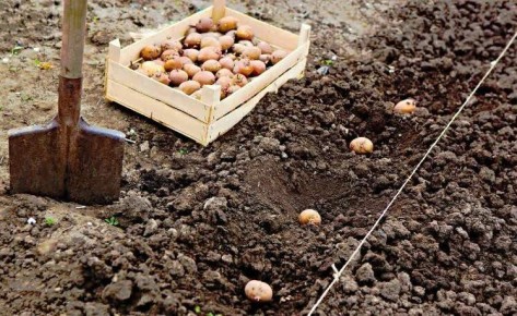 Как получить рекордный урожай картофеля с помощью простых подкормок