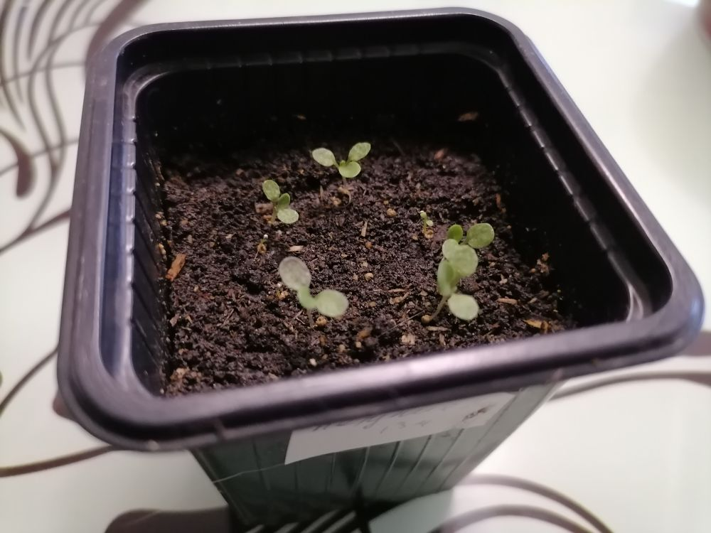 Как правильно распределить растения на участке: советы и идеи