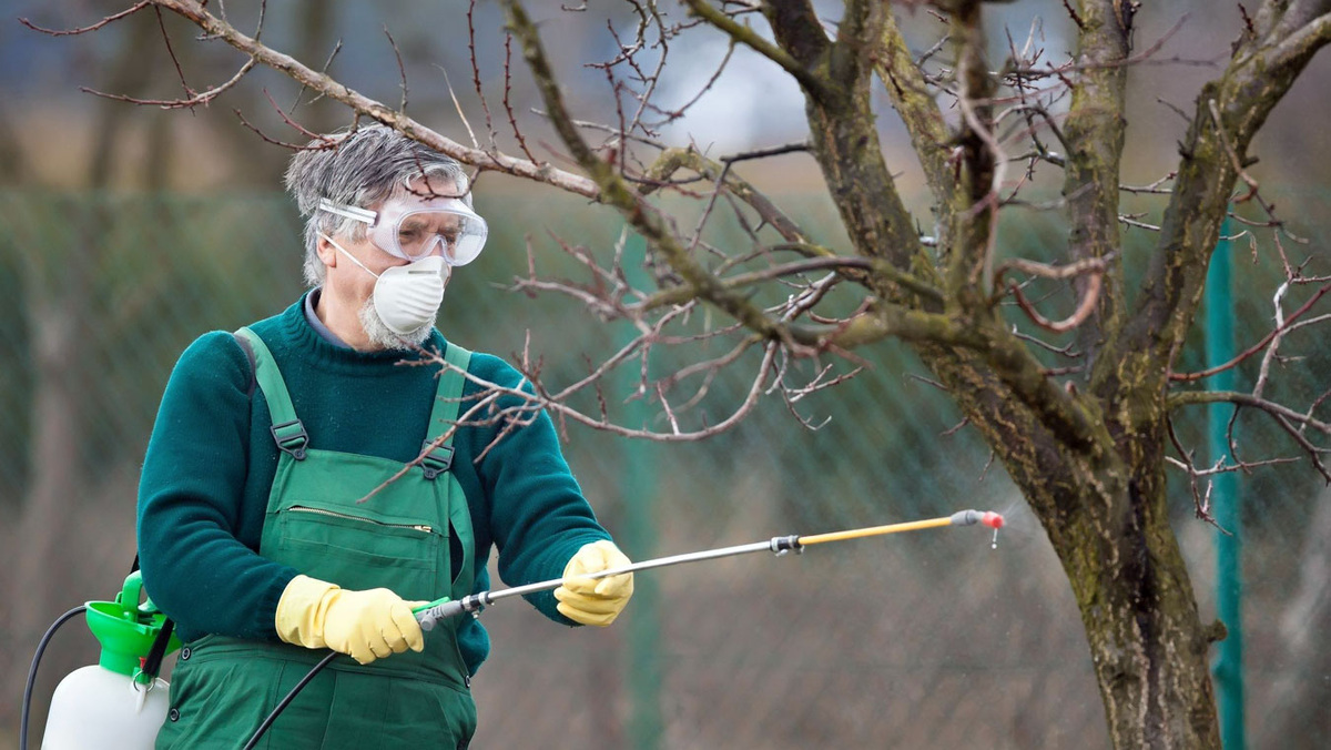 Весенние заботы: важность обработки сада бордоской жидкостью до распускания почек