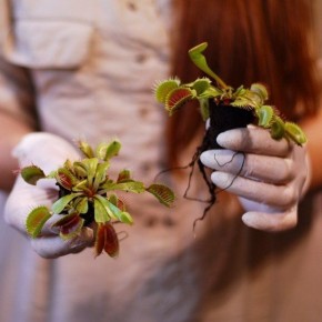 Как правильно пересадить венерину мухоловку: советы и подсказки