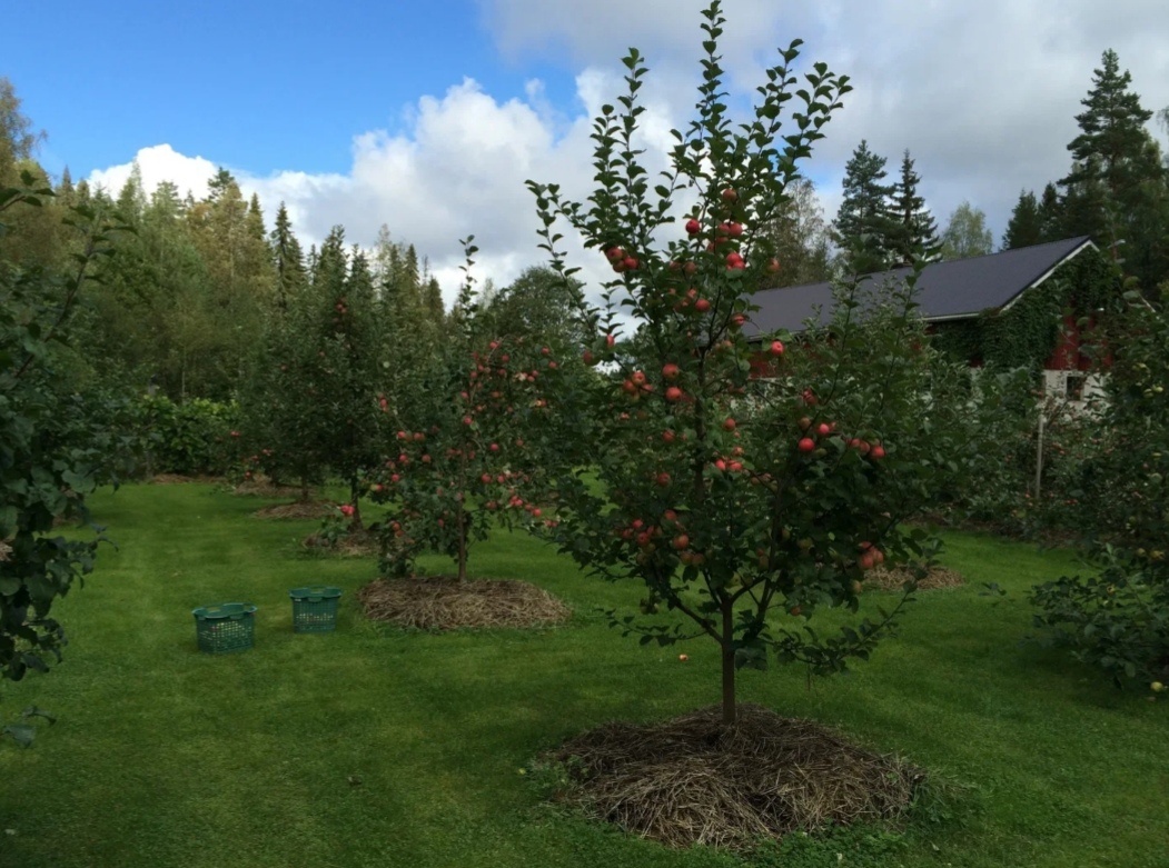 Топ-30 садово-огородных задач на август: что нужно сделать