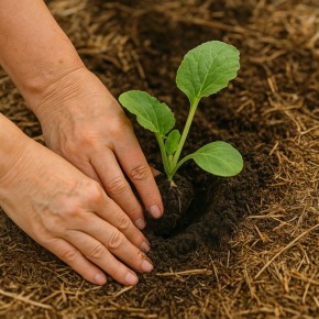 ����������� ��� �����: ��� ������, ��� ��� ����� �� ����