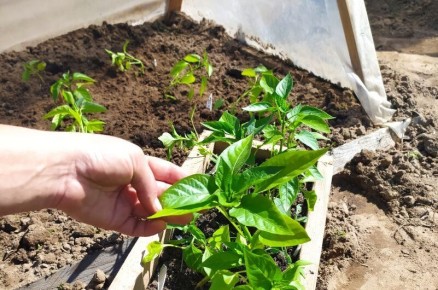 Уход за перцем и баклажанами: секреты успешного роста после высадки в мае