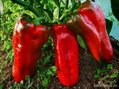 Перец Японский гигант: идеальный выбор для щедрых урожаев и сладости