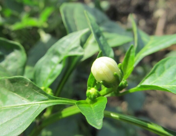 Как правильно сажать перцы в грунт: советы агрономов и опытных садоводов