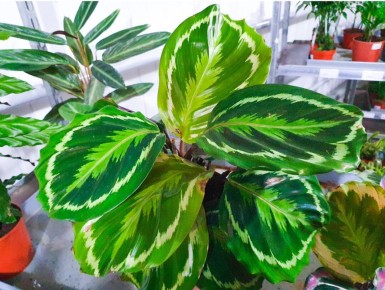 ��������� �������� ��� ������ ���������: ��� ���������� �������� � ��������� ���������