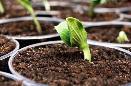 ��� �������� ������ ������� ����: ������� ������� �� �������