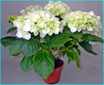 ������� ��������� ����������� ��������� ���������: �� ������ ����� �� �������