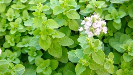 ����������� ��������: ��� ������� ��� ������ ��������� � ��������